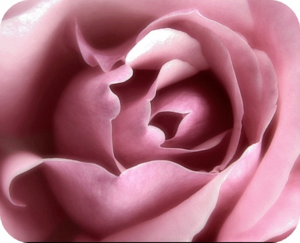 La vie en nev(rose) La vie en nev(rose)