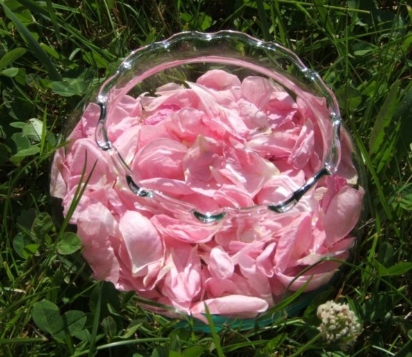 Votre Pot aux Roses est arrivé, allez chercher un vase ! Votre Pot aux Roses est arrivé, allez chercher un vase !