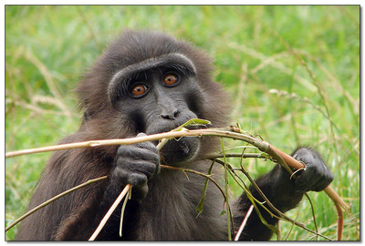Macaq : comment l'art de la grimace vient au singe Macaq : comment l'art de la grimace vient au singe