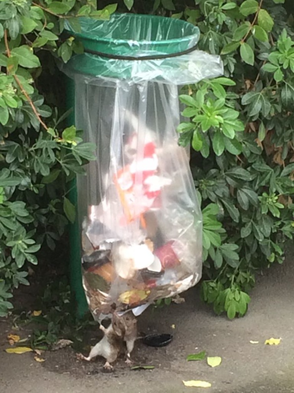 Déroutatouille: la photo exclusive de ceux qui se gavent grâce à Hidalgo Déroutatouille: la photo exclusive de ceux qui se gavent grâce à Hidalgo