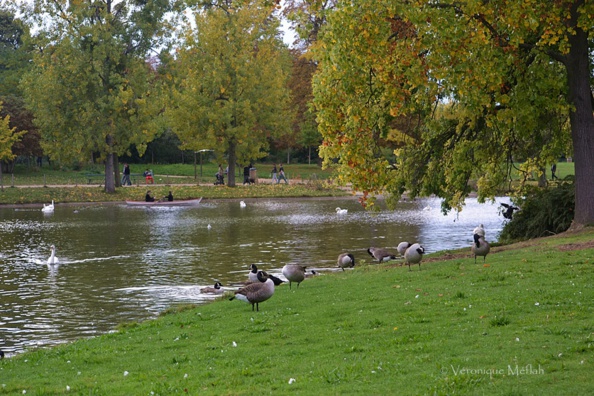 Bientôt ouverture de la chasse aux canards !