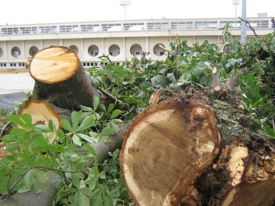 Crime écologique à Jean Bouin ! Crime écologique à Jean Bouin !