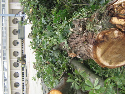 Crime écologique à Jean Bouin ! Crime écologique à Jean Bouin !