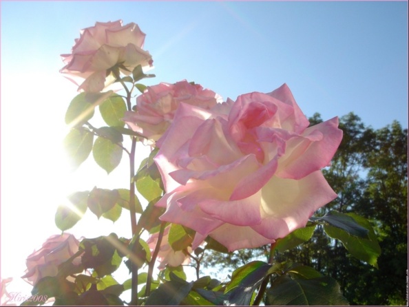 Vos roses d'été fleurissent sur Atlantico !