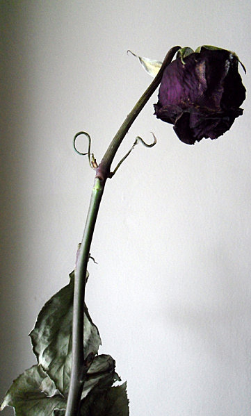 L'importun c'est la rose ! L'importun c'est la rose !