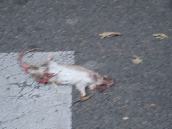Rats d'Hôtel-de-ville et rats des champs ! Rats d'Hôtel-de-ville et rats des champs !