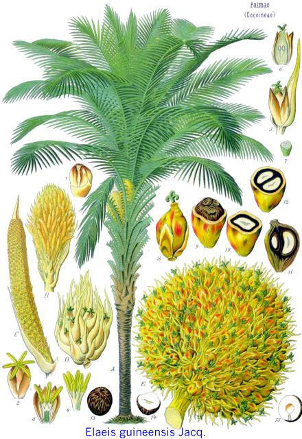Les écolos parisiens en palme sèche ! Les écolos parisiens en palme sèche !