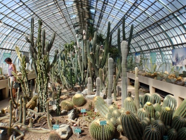 A Auteuil, il y a des cactus, aïe, aië, ouille ! A Auteuil, il y a des cactus, aïe, aië, ouille !