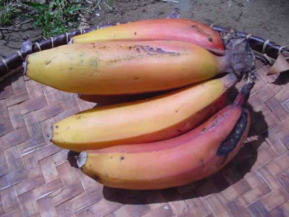 Roses bananes