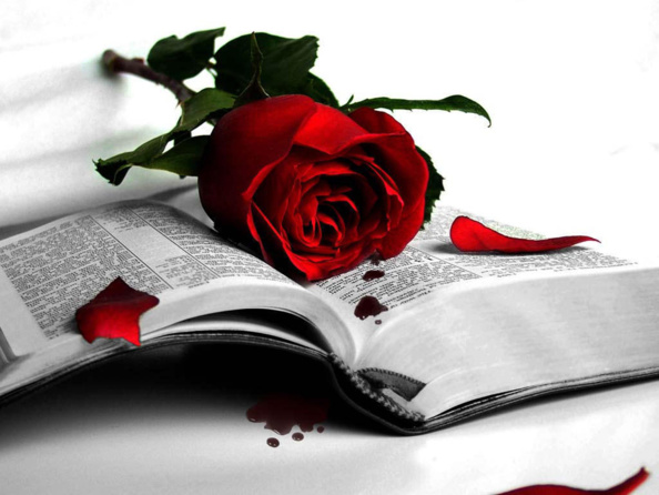 Roses en rafale