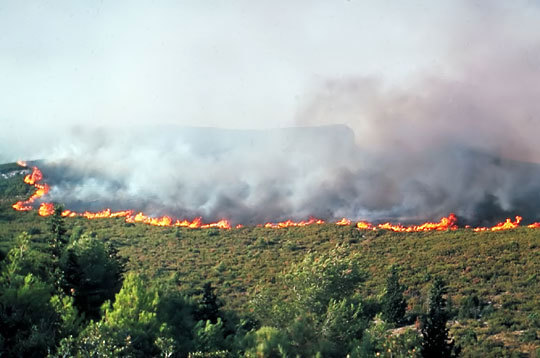 Comment combattre les incendies de forêt de l'été ? 