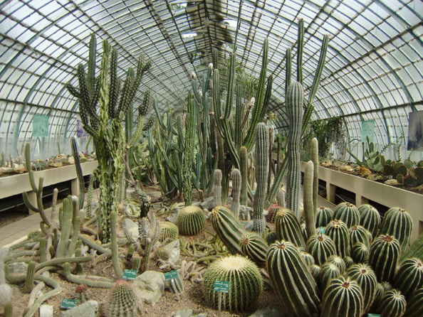 Dans me serres, il y a des cactus !