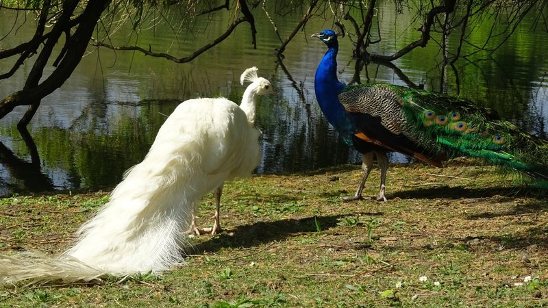 Hidalgo dans le lac Daumesnil : paon sur le bec !