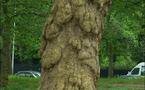 Les arbres qui ne cacheront plus la forêt ! Les arbres qui ne cacheront plus la forêt !