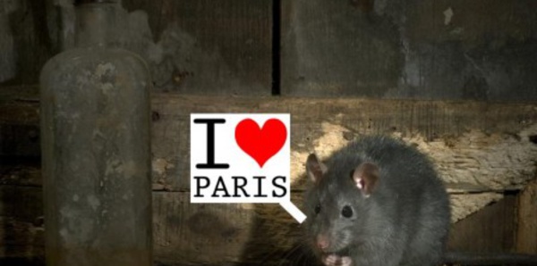 Résultat de recherche d'images pour "rats tas ordures trottoirs"